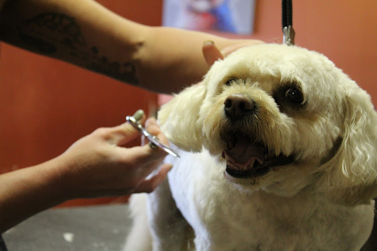 Touched By A Paw Pet Grooming Inc.