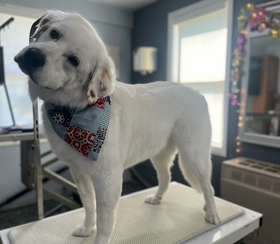 Town & Country Pet Grooming