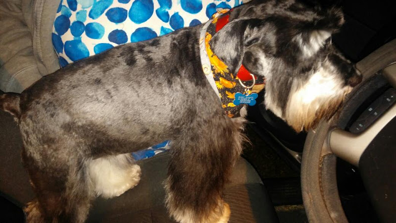 Town & Country Pet Grooming