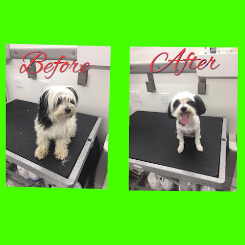 Transfurrmer Mobile Pet Grooming