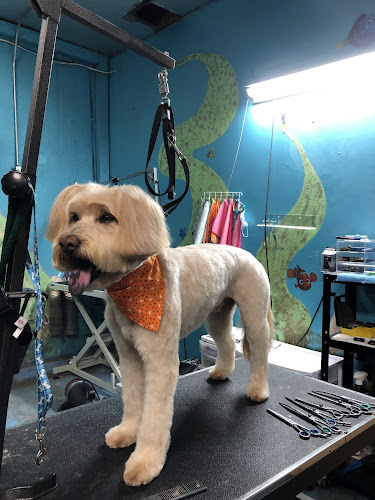 Trejos dog grooming