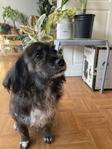 Trendi Pawz Grooming and Spa