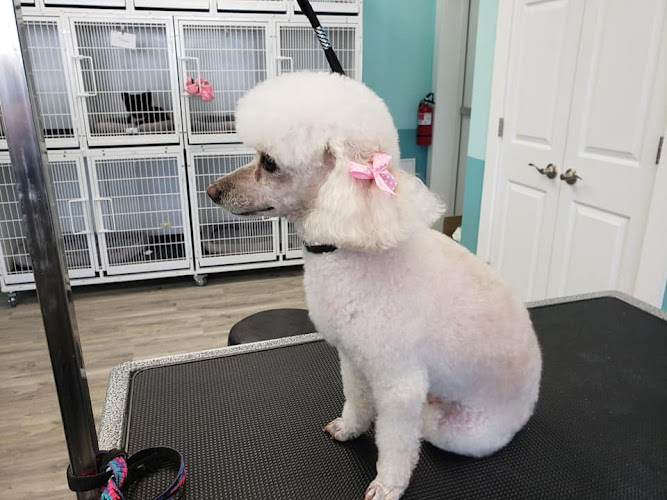 Trendy Tails Grooming LLC