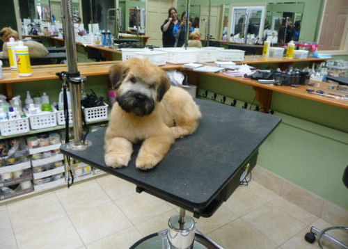 Troy's Trims and Treats