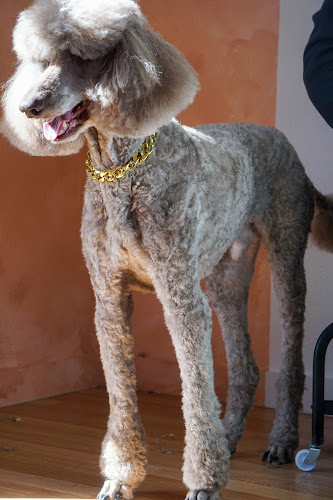 TRU'S Paw Spa and Stay