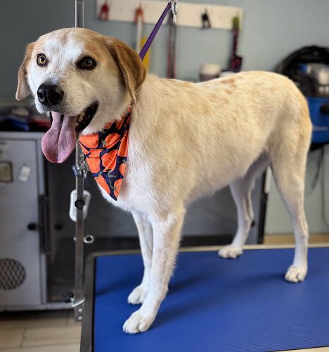 Tumbleweed Country Kennels
