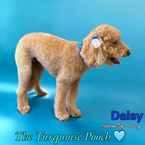 Turquoise Pooch Paw Spa