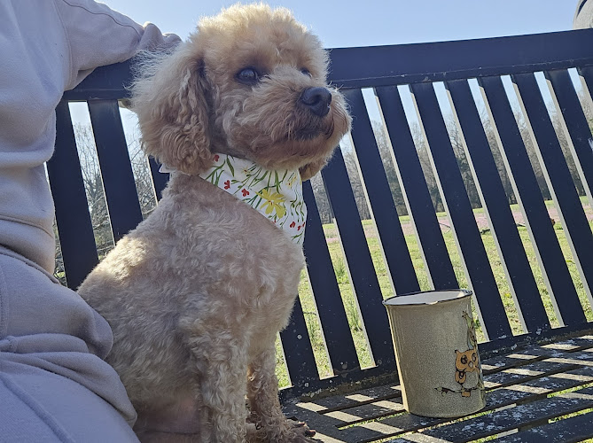 Turquoise Pooch Paw Spa