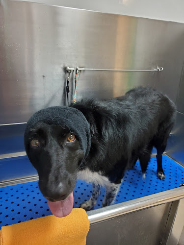 Two Brothers Dog Wash