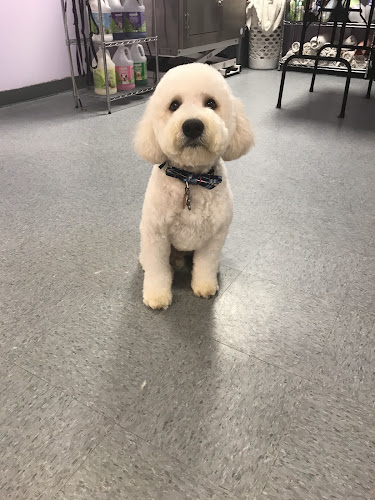 Unique Pup Cutz Grooming