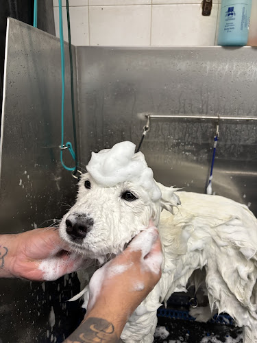 Unleashed Spa Pet Grooming