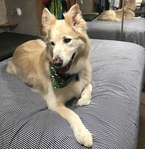 Untangled Pet Styling Salon