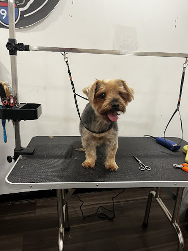 Upnorthbulliesllc Pet grooming