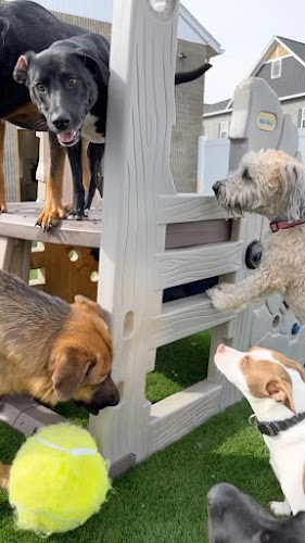 Upstate Pet BnB- Your Pet's B&B