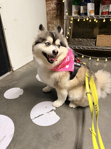 Urban Dog Co Grooming, Dog Walking, Daycare and Boarding