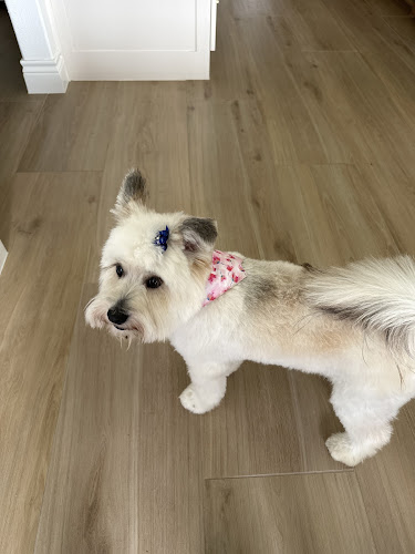 Urban Dogg Pet Grooming