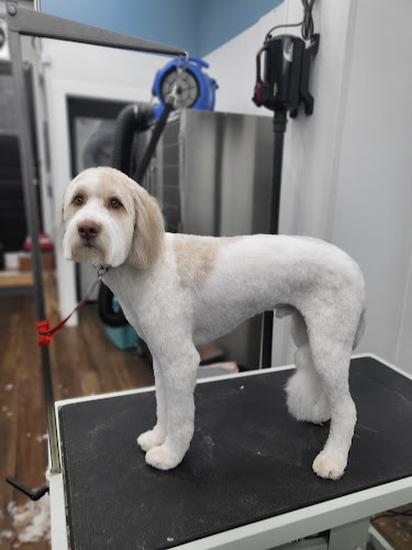 Urban Dogg Washington Park