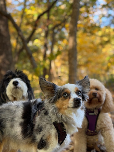 Urban Woof NYC - 95th