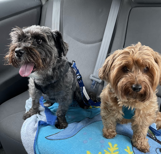 VCA Healthy PAWS Medical Center