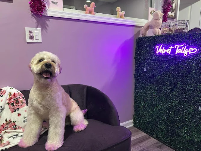 Velvet Tails - Luxury Pet Services