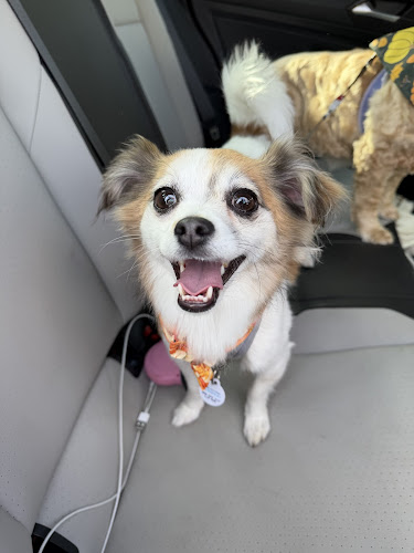 Very Important Pooch