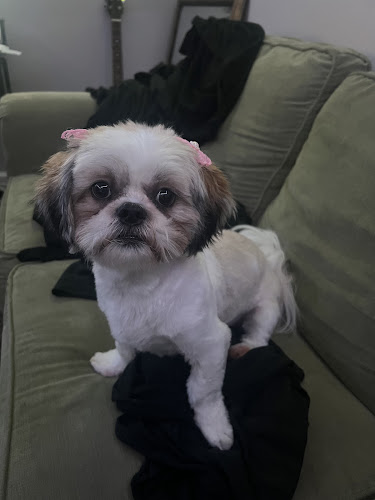 Village Pet Grooming and Boutique