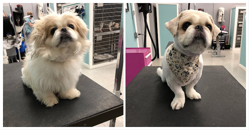 Village Pet Spa & Kennel