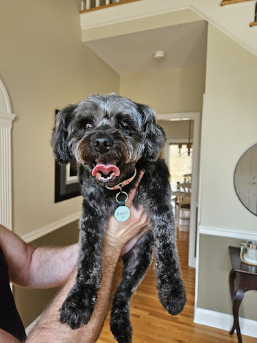 VIP Mobile Dog Grooming