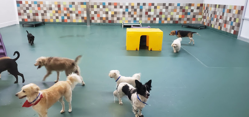 Wag Hotels - San Diego