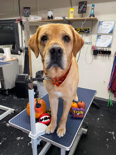 Wag & Wash Dog Grooming