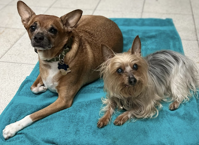 Waggin’ Tails Pampered Pet Salon ~ Pet Groomer