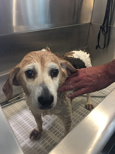 WaggMore Pet Boutique & Bakery