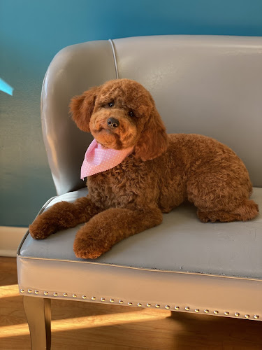Waggy Tails Dog Grooming Salon