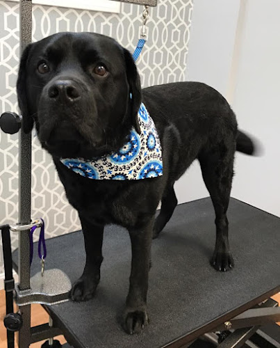 Waggy Tails Dog Grooming