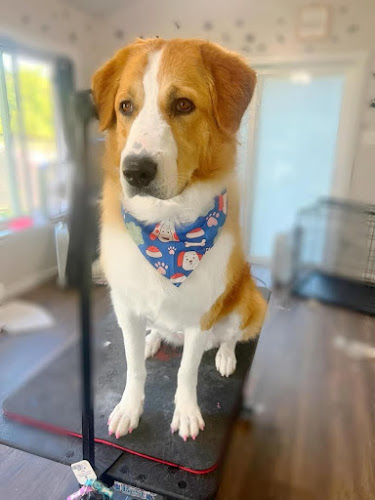 Wags 2 Whiskers Pet Salon