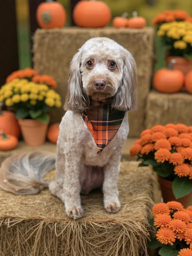 Wags and Whiskers Grooming LLC