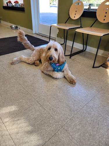 Wags N Whiskers 2nd Generation