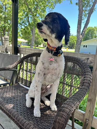 Wags N Whiskers Grooming Salon