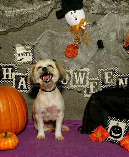 Wags N Whiskers Pet Grooming Salon