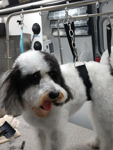 Wags & Whiskers Pet Grooming & Whiskers A-Go-Go Mobile Grooming