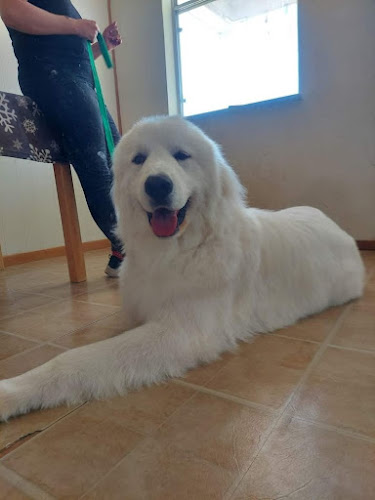 Wash Deez Mutts Dog Grooming