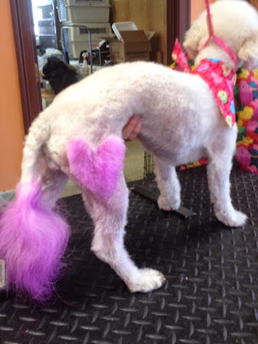 Wash & Wag Pet Grooming