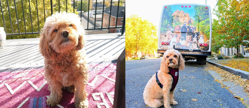 We Call It Puppy Luv