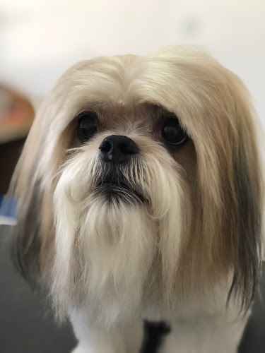 We Love Paws Pet Grooming Salon