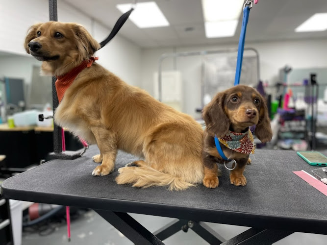 Well Groomed Pet Salon