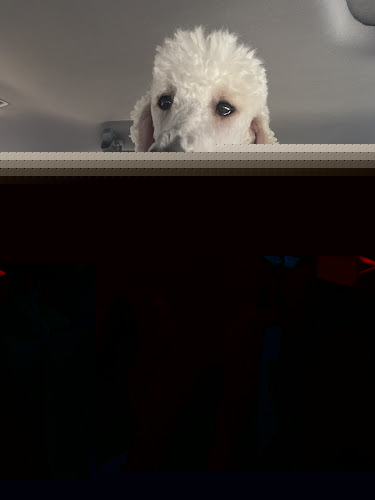 Well Groomed Pet Spa & Retreat