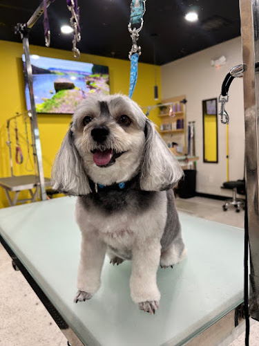 Well Groomed Pets - Surprise