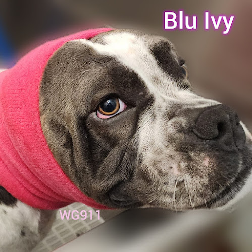 Wesley's Grooming 911