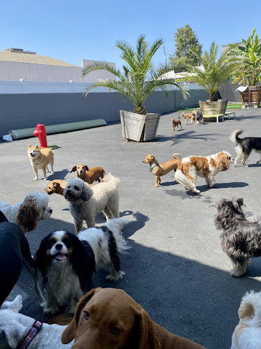 West LA Dogs- Small Dog Building