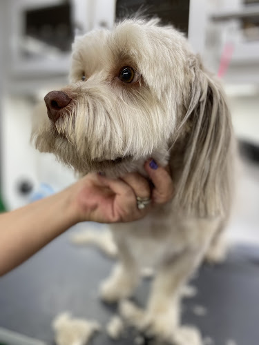 Wet Paws Mobile Pet Grooming